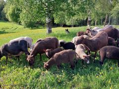 Mäenkoikkalan lampaat ja paimenkoira työssään.