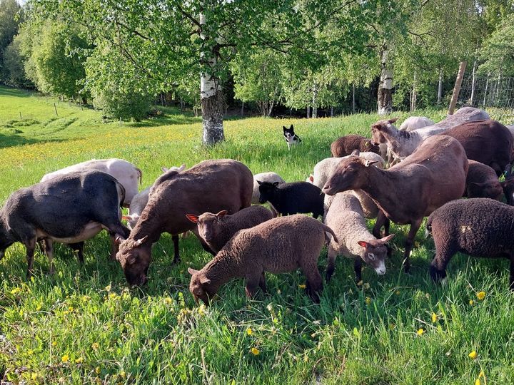 Mäenkoikkalan lampaat ja paimenkoira työssään.