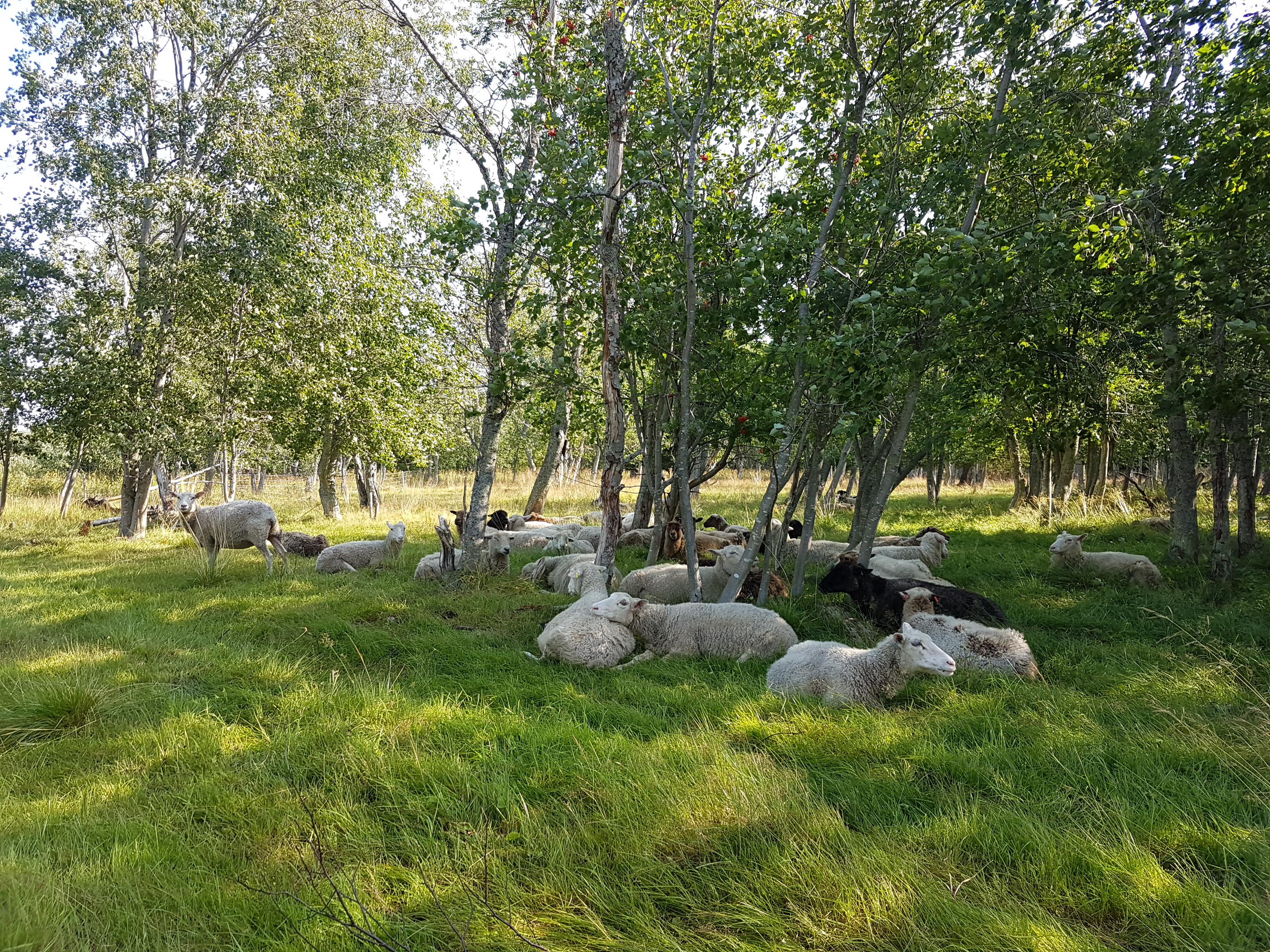 Maisemalaidunnus tukee uhanalaisten kohteiden säilymistä