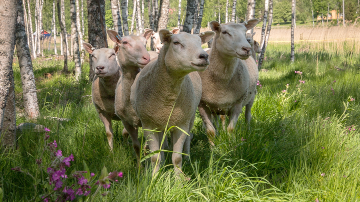 Alkuperäisrotuisten lampaiden hyviä puolia ovat korkea sikiävyys ja hyvä villan laatu.