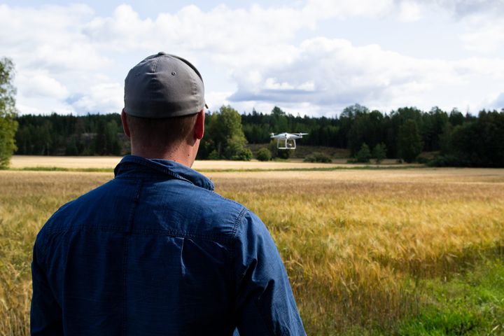 Drone lentää viljapellolla
