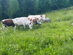 Katariinan Luomutilan luomukyytöt laiduntamassa Kuosmalan tilalla.
