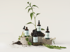 Frantsila lanseeraa neljä uutta Herbalist-kasviuutetta: Puhdistu, Vahvista, Sulattele ja Rentoudu. Uutteet kannattaa ottaa tueksi silloin, kun keho kaipaa puhdistautumista, hyvinvointia vatsalle, vahvempaa vastustuskykyä ja energisempää oloa tai apua rauhoittumiseen ja nukkumiseen.
