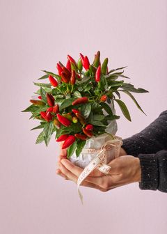 Järvikylän Iso Chili