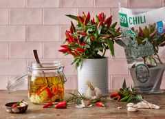 Järvikylän Iso Chili ja chiliöljy