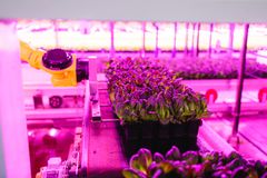 Järvikylän salaattisekoitukset ovat valmiita käytettäväksi mm. koska niihin ei kasvatusvaiheessa kosketa koskaan käsin.