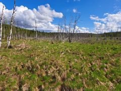 Majavan aikoinaan aiheuttamat tulvat ovat luoneet Ilvessuolle paljon hömötiaisten pesimäpaikoiksi soveltuvia koivupökkelöitä.