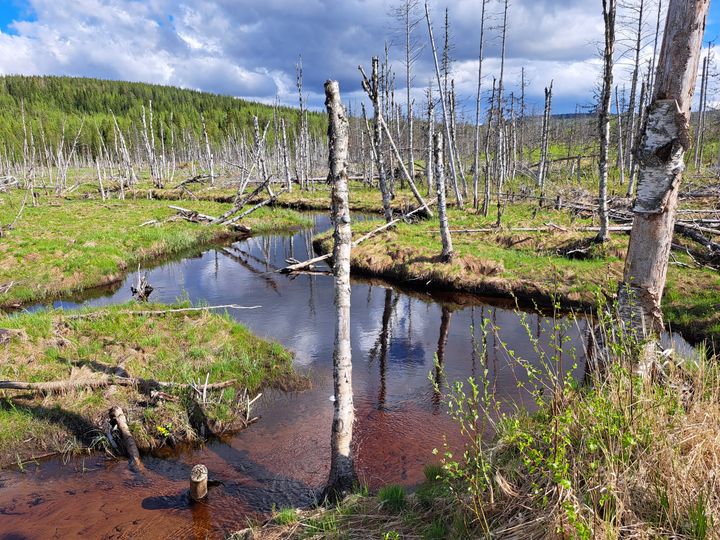 Luontolahja Suomelle mahdollistaa muun muassa Puolangalla sijaitsevan Ilvessuon ennallistamisen ja suojelun. Suolle aikoinaan kaivetut ojat laskevat Portinjokeen, joka kuuluu Kiiminki-joen Natura-vesistöön.