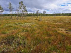 Pirttimaansuo on 60 hehtaarin laajuinen aapasuo, josta noin puolet on säilynyt ojittamattomana. Metsäojitusten ennallistamisen jälkeen koko Simossa sijaitseva suo suojellaan.