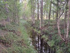 Suurin ja levein Pirttimaansuon oja on muuttanut avosuon luonnetta ja kuivattanut lähialueita laajasti.