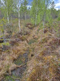 Ilvessuolla ennallistettavaa ojitusta.