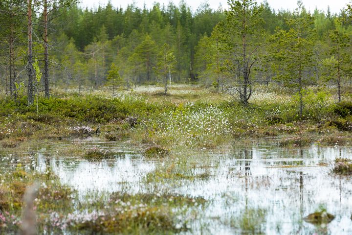 Ennallistetulla Piitsonsuolla on runsaasti avovetisiä rimpiä, joissa esimerkiksi kahlaajalinnut viihtyvät.