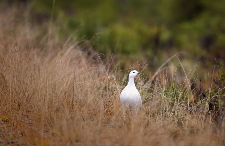 Riekon talvinen suojaväri erottuu lumettomassa maisemassa ja altistaa linnun pedoille. Soita ennallistamalla voidaan palauttaa sekä riekkojen elinympäristöjä, että pysäyttää ojitettujen soiden hiilivuoto.