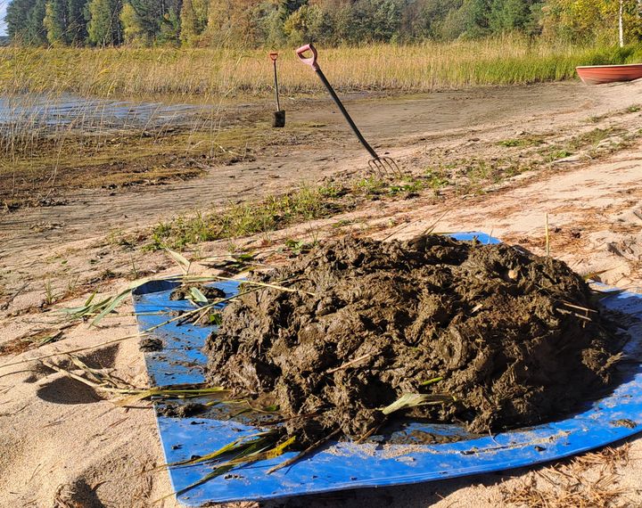 Kasa mustaa mutaa sinisellä muovialustalla hiekkarannalla, taustalla lapio ja talikko pystyssä maassa sekä järvi ja ruovikkoa.