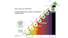 Polyyppien kehittyminen syöväksi vaatii useita muutaatioita ja kestää keskimäärin yli 20 vuotta.