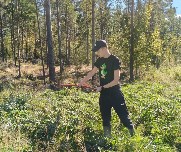 Eemeli Savolainen osallistui vieraslajien torjuntaan useammalla paikkakunnalla kesän aikana.