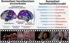 Kuva, johon yhdistetty kaksi aivokuvaa, joissa merkattu aktiiviset aivoalueet, sekä listaus perusulottuvuuksista ja kuvia neljästä elokuvakohtauksesta.
