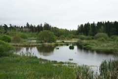 Kosteikko, jossa on vettä ja kasvillisuutta.