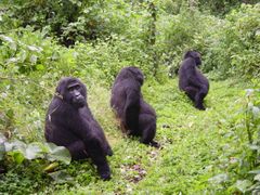 Kolme vuorigorillanaarasta Bwindi Impenetrable National Parkissa Ugandassa.