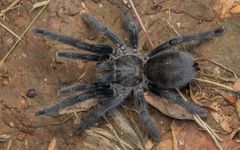 Kuva suuresta, tummasta tarantula-hämähäkistä maassa.