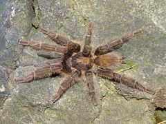 Ruskea tarantula-hämähäkki kivisen pinnan päällä
