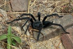 Musta Satyrex ferox -hämähäkki maassa, ympärillä hiekkaa, kiviä, heinänkorsia ja kasvi
