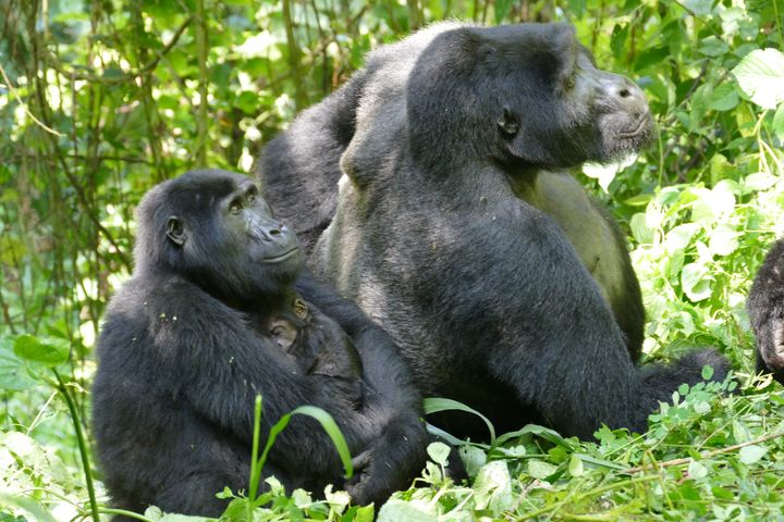 Gorillanaaras poikanen sylissään ja vieressä selvästi isompi uros.