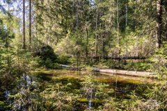 Aurinkoinen metsämaisema, etualalla näkyy keskellä metsää veden täyttämä metsäallas, jota halkoo kaatunut vanha puun runko. Veden pinta on metsänvihreää, siihen lankeaa auringonvalo ja se heijastaa ympärillä olevia puita keväisessä metsässä.