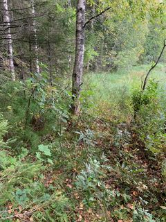 Metsää, jossa kasvaa koivuja.