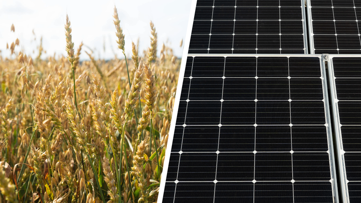 Kaksi valokuvaa yhdistävä kuvituskuva, jossa taustalla näkyy aurinkoista kesäistä viljapeltoa ja puolet kuvasta täyttää lähikuva aurinkopaneeleista