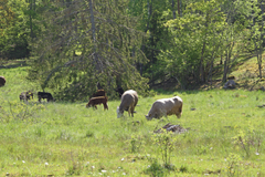 Aurinkoinen keskikesän maisema vehreältä niityltä, jolla laiduntaa lehmiä