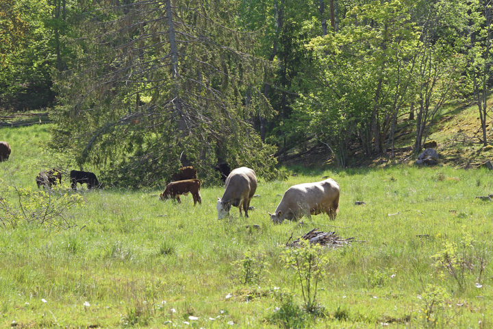 Aurinkoinen keskikesän maisema vehreältä niityltä, jolla laiduntaa lehmiä