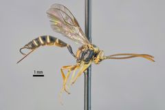 Sivusta kuvattu lähikuva pistiäisestä, jolla pitkä kapea vartalo ja pitkät tuntosarvet