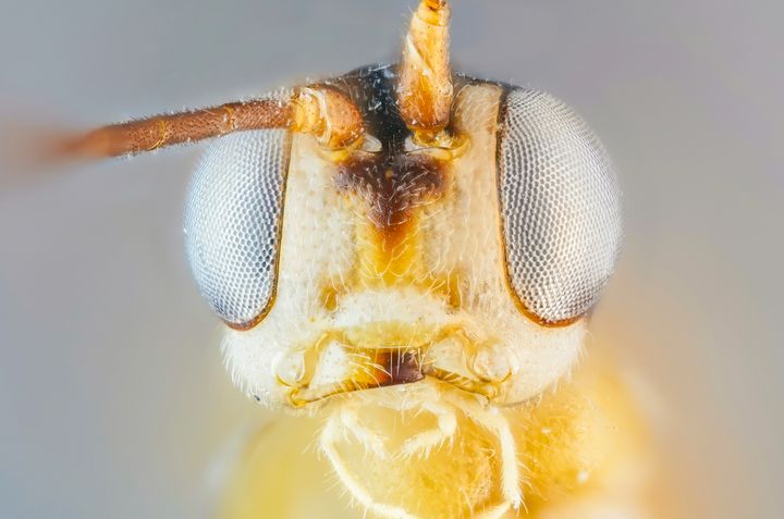 Edestä kuvattu lähikuva pistiäisestä