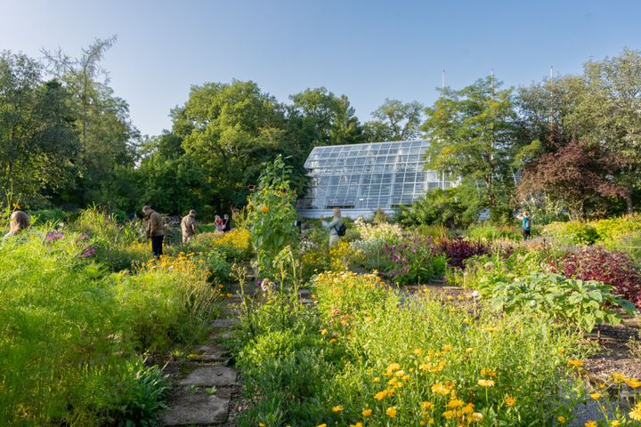 kuva kasvitieteellisen puutarhan ulkopuutarhasta kesällä aurinkoisella säällä, taustalla näkyy lasinen kasvihuone