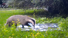 Riistakamerakuvassa mäyrä kävelee ruohikolla olevan ison folioalustan päällä ja tutkii foliota uteliaana
