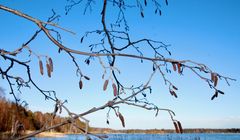 Lepän oksia ja norkkoja aurinkoisena kevätpäivänä, taustalla näkyy kirkkaansininen taivas, sekä alareunassa näkyy meren rantaa, kaislikoita ja rannoilla metsää. puissa ei ole vielä lehtiä.
