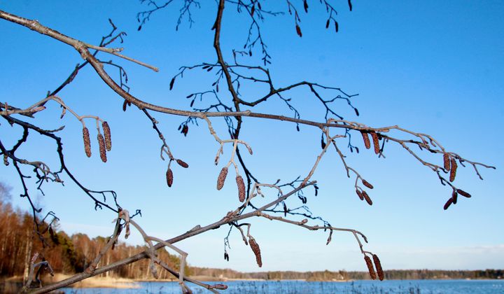 Lepän oksia ja norkkoja aurinkoisena kevätpäivänä, taustalla näkyy kirkkaansininen taivas, sekä alareunassa näkyy meren rantaa, kaislikoita ja rannoilla metsää. puissa ei ole vielä lehtiä.