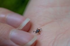 Pieni puutiainen kävelee ihmisen kämmenellä