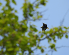 Merikotkanaaras lentää sinisellä kesäisellä taivaalla ja kuvan etualalla näkyy vehreän lehtipuun latvustoa