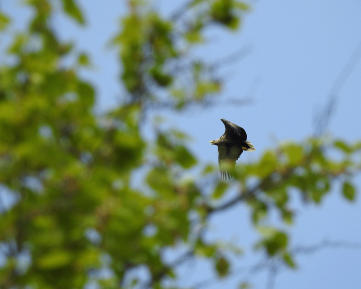 Merikotkanaaras%20lent%E4%E4%20sinisell%E4%20kes%E4isell%E4%20taivaalla%20ja%20kuvan%20etualalla%20n%E4kyy%20vehre%E4n%20lehtipuun%20latvustoa