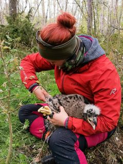 Ida Penttinen mittaa merikotkan poikasen siipeä