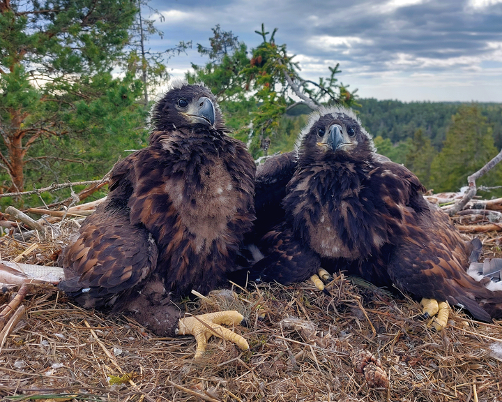 Kaksi merikotkan poikasta vierekkäin pesässä, toinen sivuttain ja toinen katsoo kohtisuoraan kameraan. Kuva on otettu korkealla puun latvustossa ja takana näkyy metsän muiden puiden latvustoa ja pilvinen kesätaivas