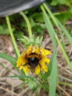 Kimalainen voikukassa selässään pieni tunniste.