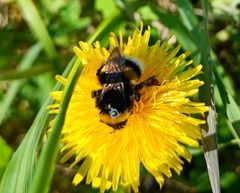 Kimalainen voikukassa selässään pieni tunniste.