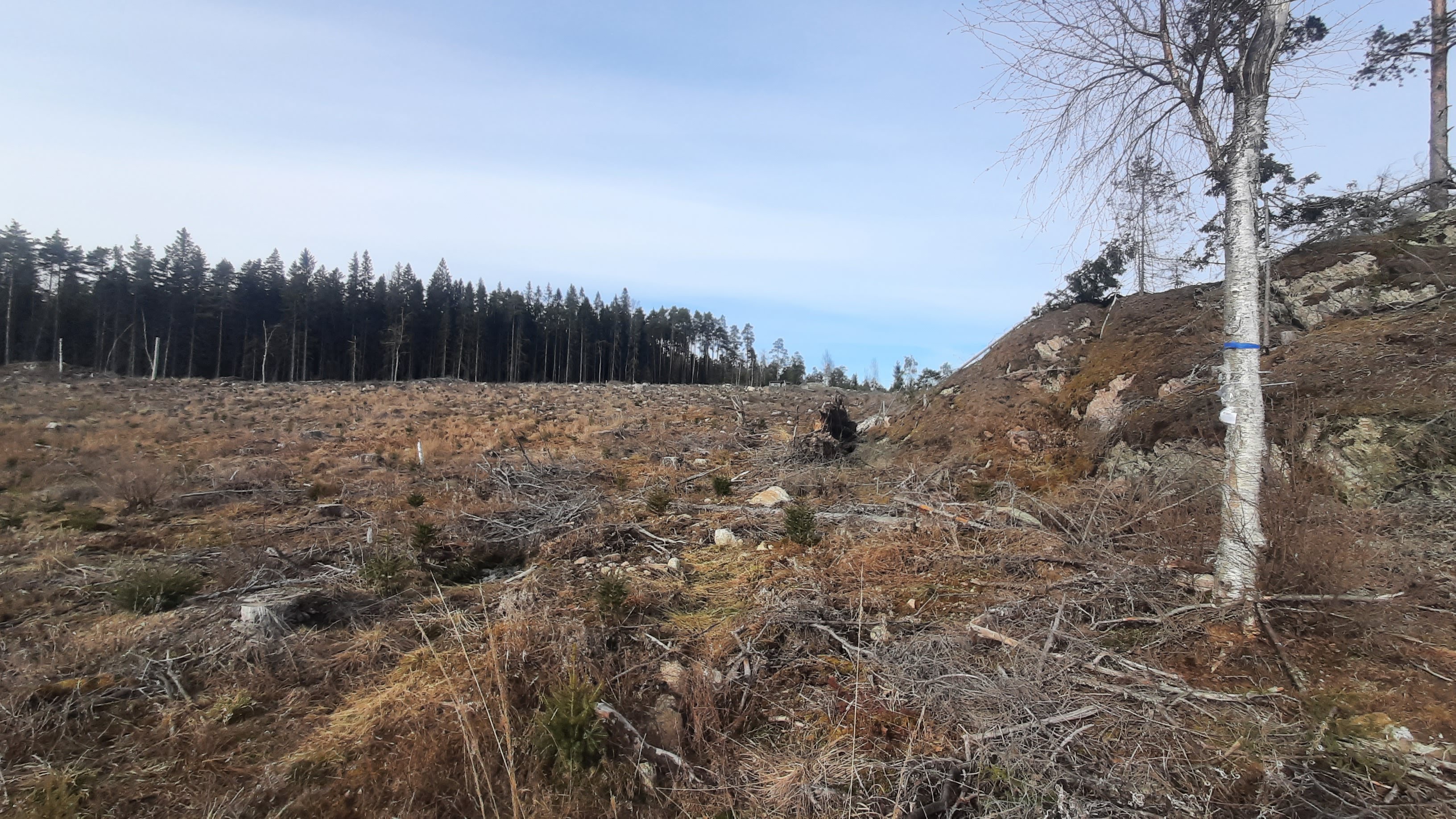 Tutkimus: Metsälinnut välttelevät avohakkuualueita