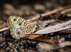 Spotted Alpine Xenica (Oreixenica orichora)