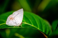 Malayan Sunbeam (Curetis santana malayica)