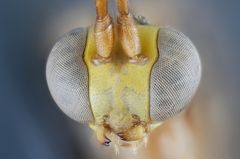 Tarkka edestä kuvattu lähikuva hyönteisen kasvoista, joka on Brachycyrtus politus -lajin edustaja.