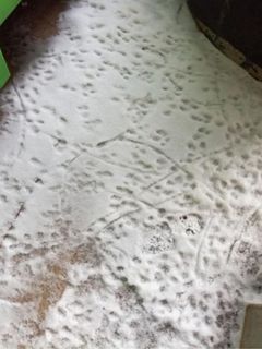 Rotan jäljet on helppo erottaa lumessa pienistä tassunjäljistä, ja hännän jättämästä urasta